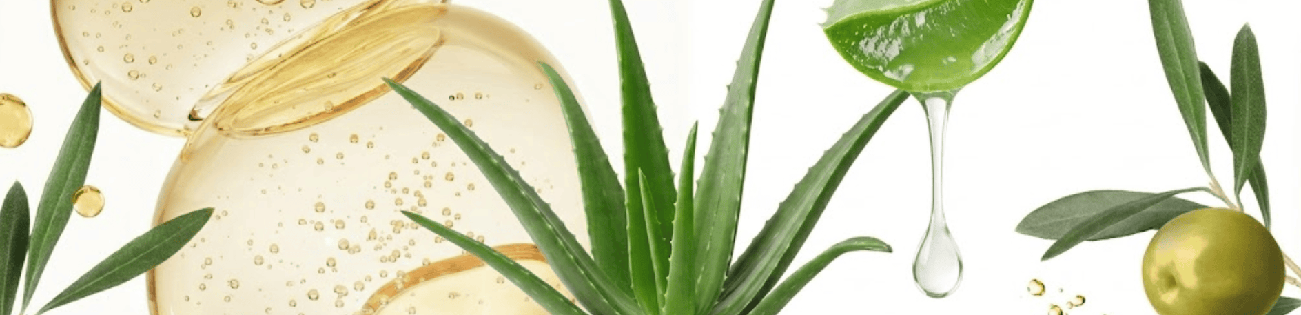 Aloe Vera Plant with Olives and Bubbles