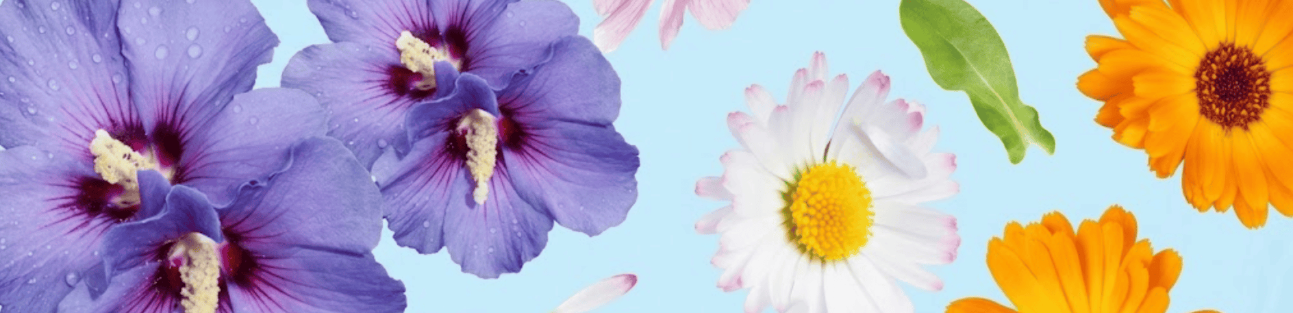 Different Color Flowers Light Blue Background