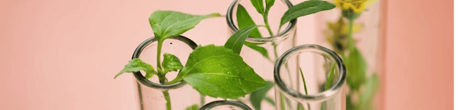 Plants Growing Out of Tubes with Red Background